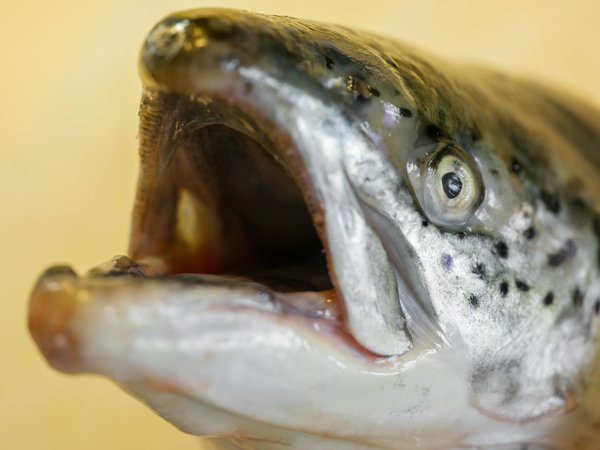 L'art du massage : une forme de relaxation à découvrir